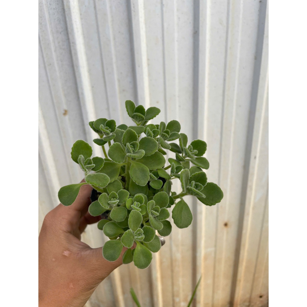 Sen thơm nhất mạc hương size bầu 5-7cm LINHDAN GARDEN. Lỗi 1 đổi 1!