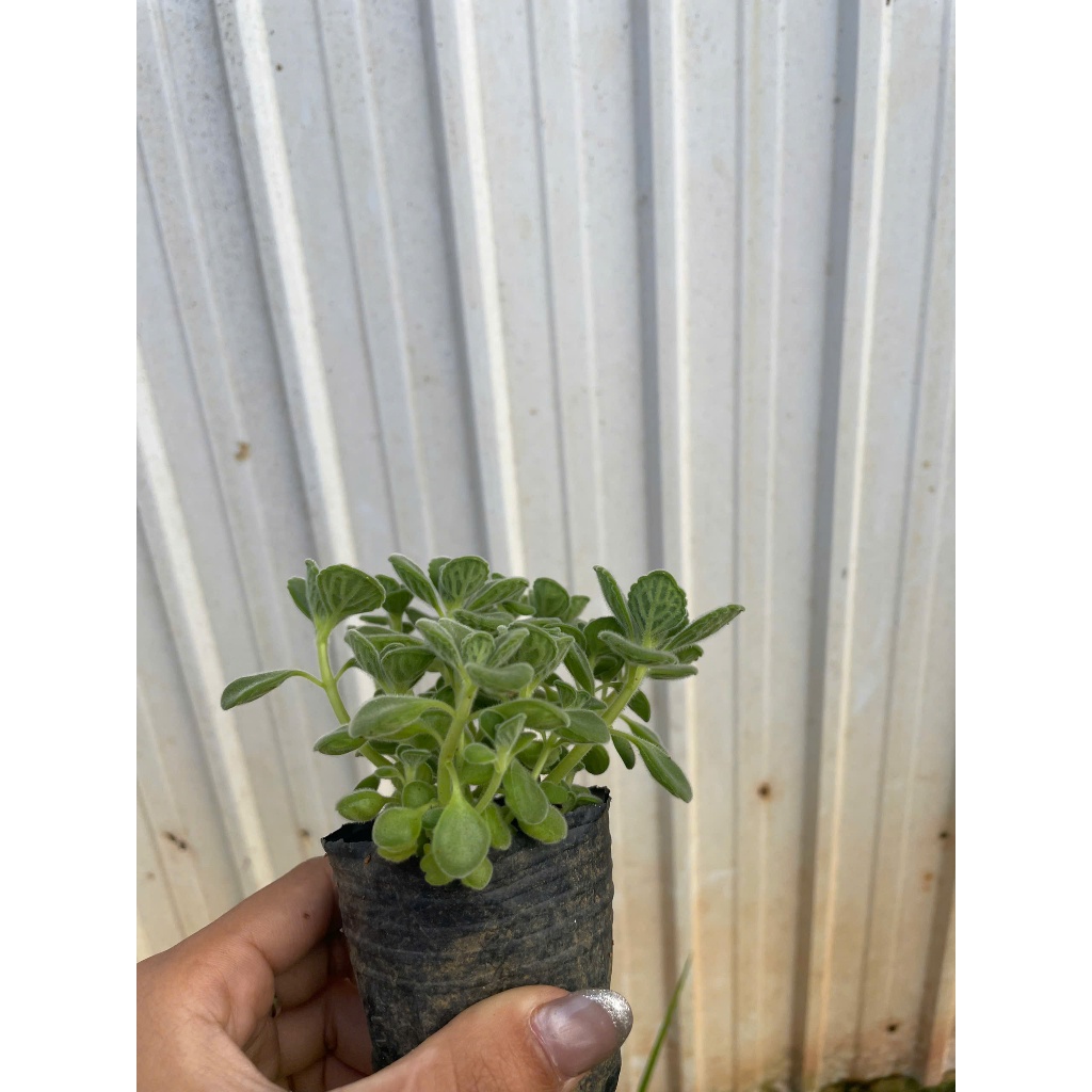 Sen thơm nhất mạc hương size bầu 5-7cm LINHDAN GARDEN. Lỗi 1 đổi 1!