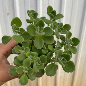 Sen thơm nhất mạc hương size bầu 5-7cm LINHDAN GARDEN. Lỗi 1 đổi 1!