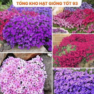 Hạt giống hoa Leo Đá mix màu - hàng Loại 1