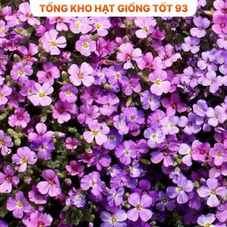 Hạt giống hoa Leo Đá mix màu - hàng Loại 1