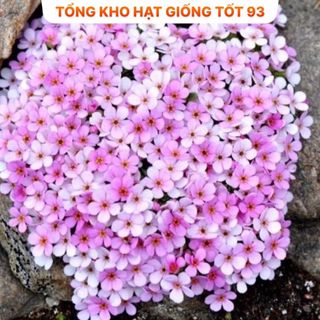 Hạt giống hoa Leo Đá mix màu - hàng Loại 1