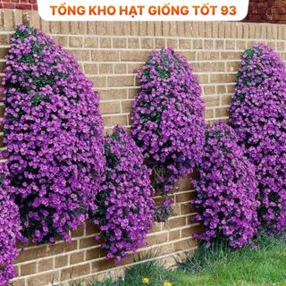 Hạt giống hoa Leo Đá mix màu - hàng Loại 1