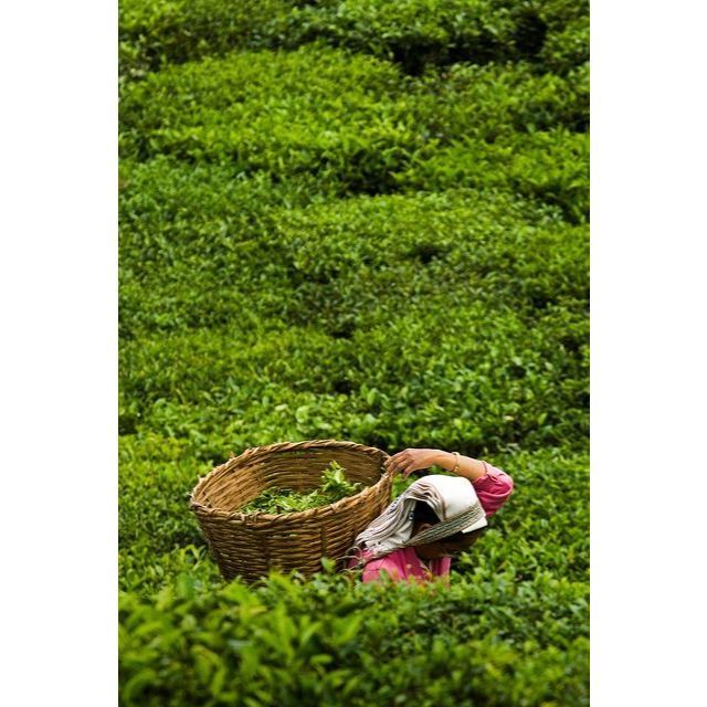 Hồng trà đặt biệt (Pha trà Cam) LONG PHÚ túi 200gr - Nguyên liệu topping trà sữa, trà trái cây, trà túi lọc, nước trà.