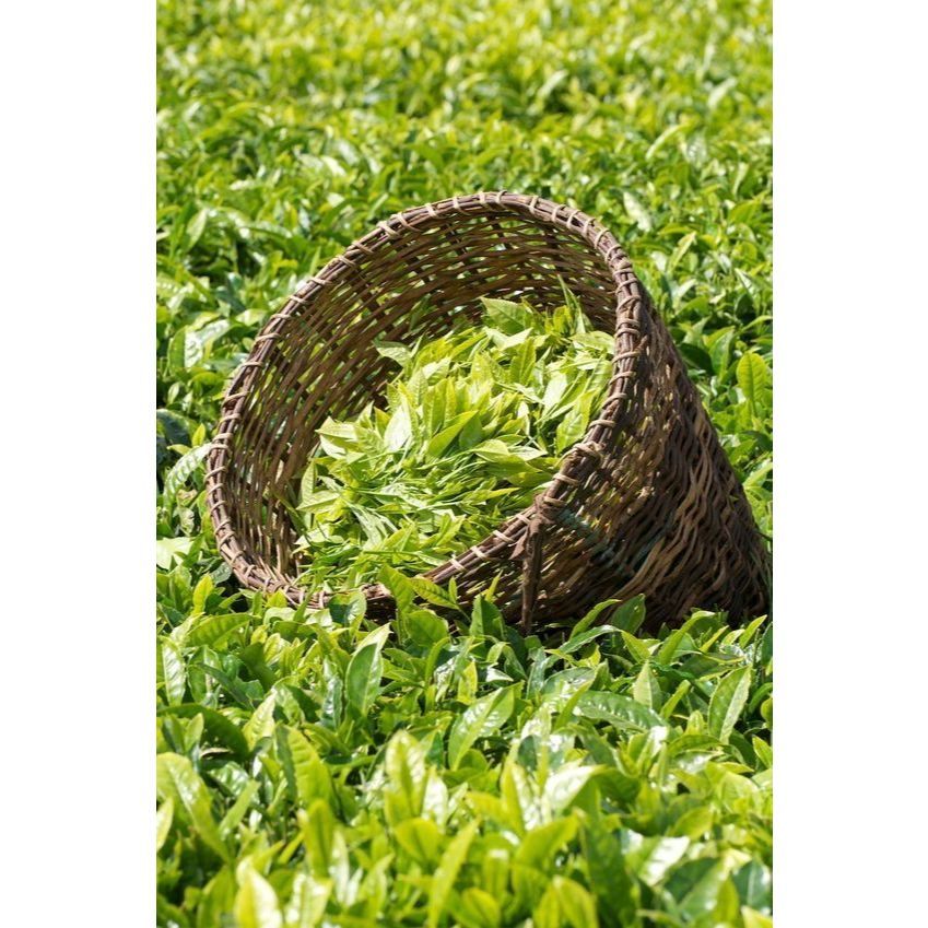 Hồng trà đặt biệt (Pha trà Cam) LONG PHÚ túi 200gr - Nguyên liệu topping trà sữa, trà trái cây, trà túi lọc, nước trà.
