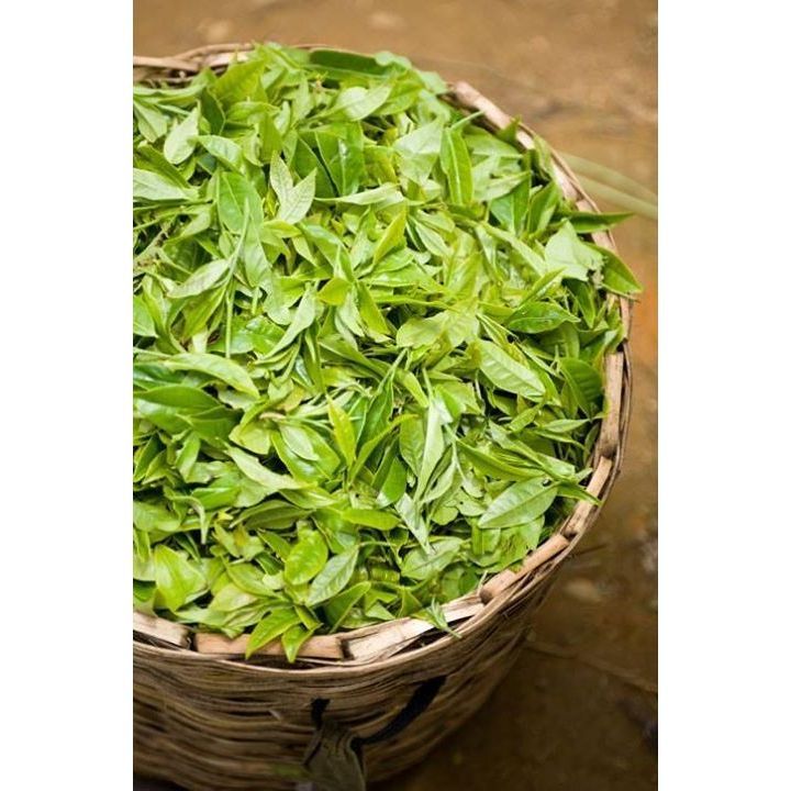 Lục Trà Túi Lọc LONG PHÚ gói 200gr Hương Trà Thơm - Nguyên Liệu Trà Sữa, Trà Trái Cây, Trà Túi Lọc, Lục Trà, Nước Trà