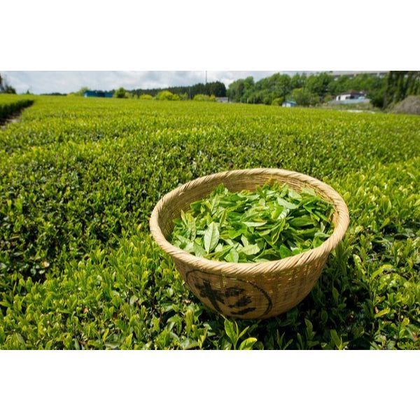 Trà Vải Túi Lọc LONG PHÚ Gói 200gr (20gr * 10 túi) - Đậm Vị, Thơm Lâu, Nguyên Liệu Trà Sữa, Trà Trái Cây
