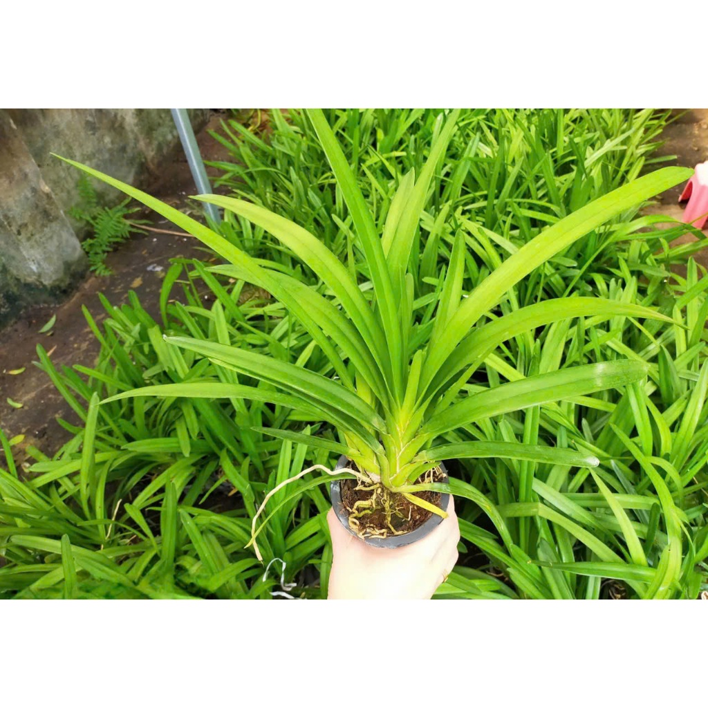 Lan Kiếm Cam ÚC ( Cymbidium orange ) Thuần