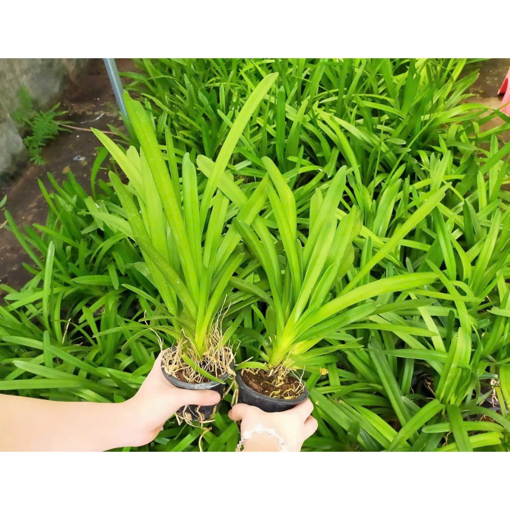 Lan Kiếm Cam ÚC ( Cymbidium orange ) Thuần