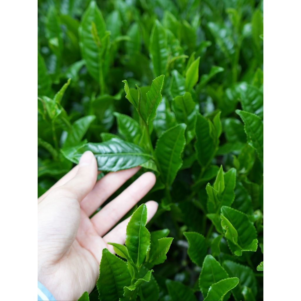 Trà Ô Long LONG PHÚ 500g – Đậm Vị, Thơm Lâu, Nguyên Liệu Pha Nước Trà, Chè, Trà Sữa, Trà Trái Cây
