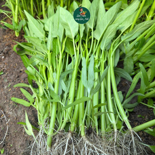 [Gói 50g~1200 Hạt] Hạt Giống Rau Muống Lá To Cao Sản, Dễ Trồng, Nhanh Thu Hoạch, Trồng Quanh Năm