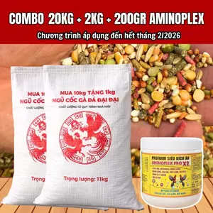 COMBO 22kg Ngũ Cốc Gà Đá Đại Đại + Kích Ăn Aminoplex 200gr Siêu Tiết Kiệm, Gà Nở Khung, Nhanh Lên Tay