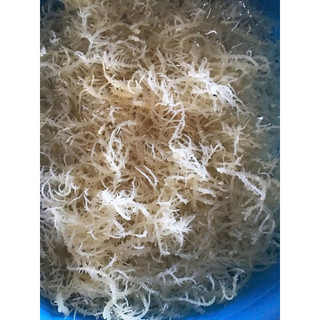 rong sụn tươi 500g