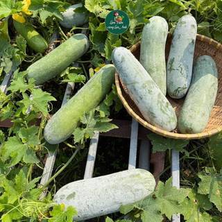 Hạt Giống Bí Đao Chanh Lai F1 (Gói 20 Hạt) Dễ Trồng, Năng Suất Cao, Trồng Quanh Năm