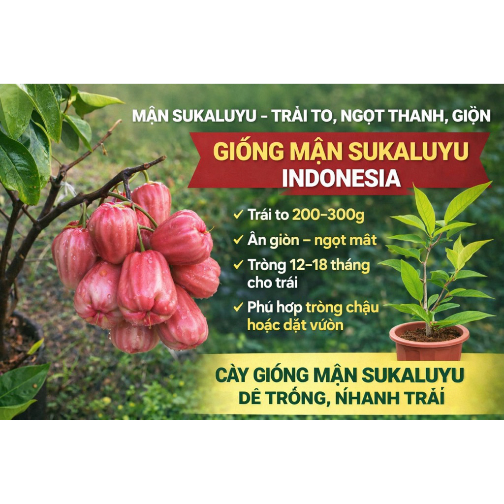 Cây MẬN SUKALUYU – TRÁI TO, NGỌT THANH, GIÒN.