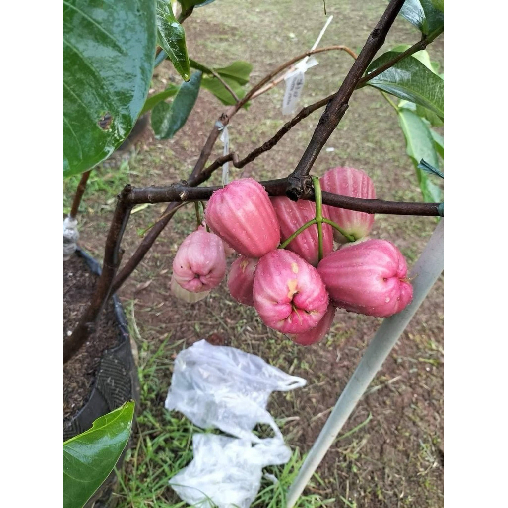 Cây MẬN SUKALUYU – TRÁI TO, NGỌT THANH, GIÒN.