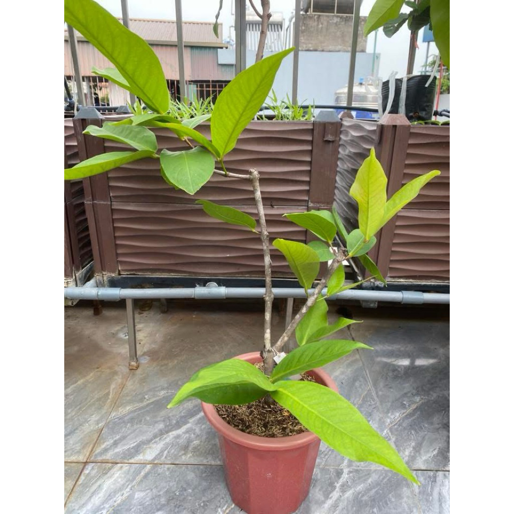 Cây MẬN SUKALUYU – TRÁI TO, NGỌT THANH, GIÒN.
