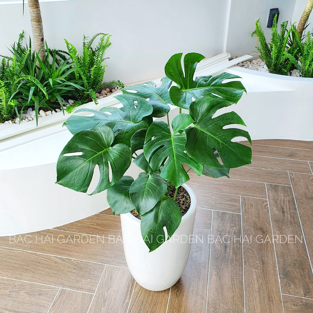 Chậu Monstera lớn kèm chậu xi măng/ men sứ cao cấp- cây nội ngoại thất đẹp- Cây trang trí văn phòng, nhà phố