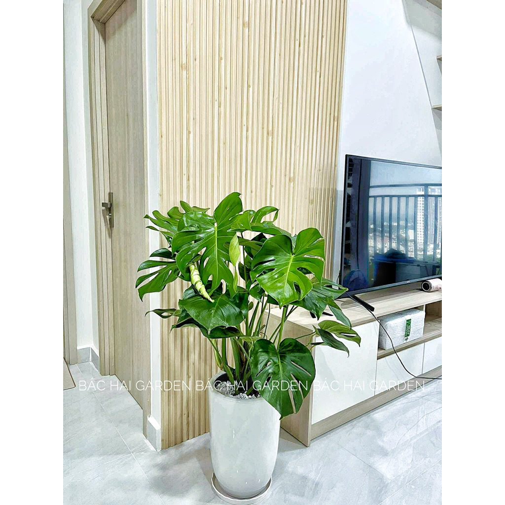 Chậu Monstera lớn kèm chậu xi măng/ men sứ cao cấp- cây nội ngoại thất đẹp- Cây trang trí văn phòng, nhà phố