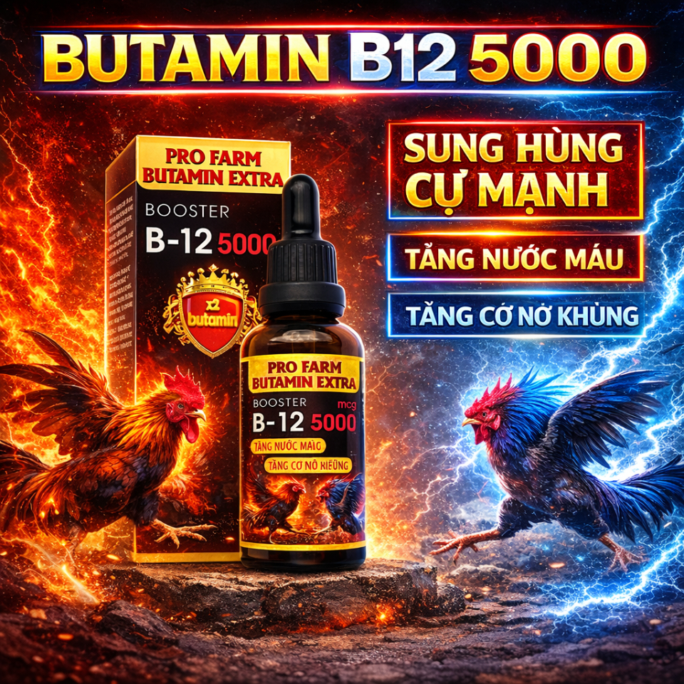 Butamin B12 5000 nuôi gà tơ lên gà chế độ nhanh sung cự, tăng nở khung xương, phát triển cơ bắp, hừng gà cự mạnh (50ml)