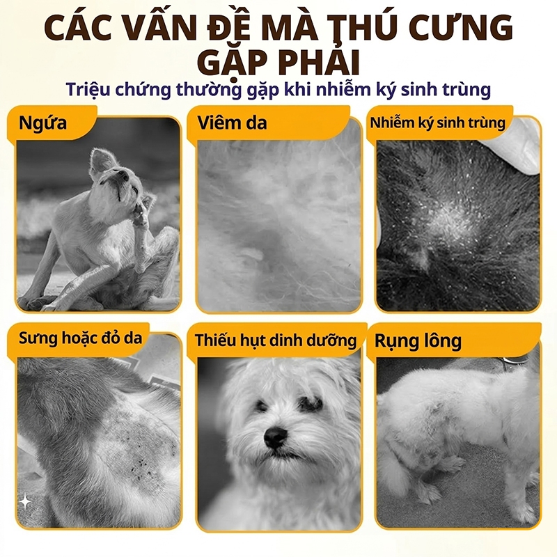 Cassiel Pet Dung Dịch Chấm Gáy Ngăn Ngừa Ve Bọ Chét Cho Chó Mèo – Hỗ Trợ Xua Đuổi Côn Trùng Giảm Ngứa An Toàn
