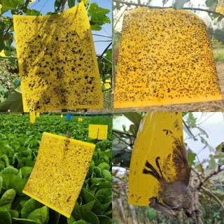 Bẫy ruồi vàng,Bẫy côn trùng,2 mặt keo,dạng ,bẫy tất cả côn trùng,Độ dính cao,Dùng cho vườn rau củ quả
