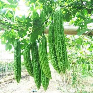 [10 Hạt]Hạt giống mướp đắng xanh siêu trái，Ngọt và ngon，k007