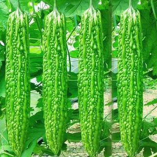 [10 Hạt]Hạt giống mướp đắng xanh siêu trái，Ngọt và ngon，k007