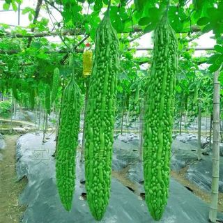 [10 Hạt]Hạt giống mướp đắng xanh siêu trái，Ngọt và ngon，k007