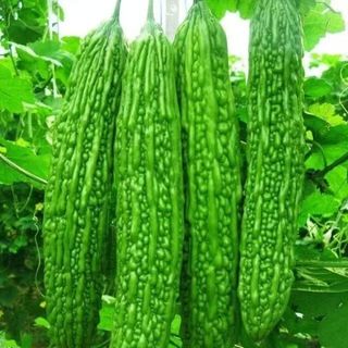 [10 Hạt]Hạt giống mướp đắng xanh siêu trái，Ngọt và ngon，k007