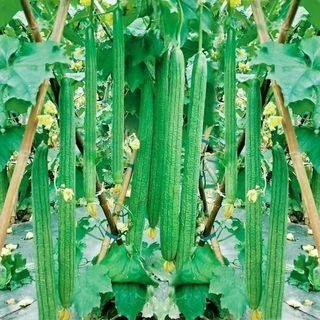 xơ mướHạt giống Mướp Hương nảy mầm tốt sinh trưởng khỏe thu hoạch nhanh 40-45 ngày 5 gram，k012