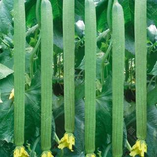 xơ mướHạt giống Mướp Hương nảy mầm tốt sinh trưởng khỏe thu hoạch nhanh 40-45 ngày 5 gram，k012