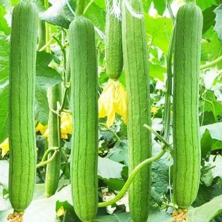 xơ mướHạt giống Mướp Hương nảy mầm tốt sinh trưởng khỏe thu hoạch nhanh 40-45 ngày 5 gram，k012