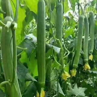 xơ mướHạt giống Mướp Hương nảy mầm tốt sinh trưởng khỏe thu hoạch nhanh 40-45 ngày 5 gram，k012