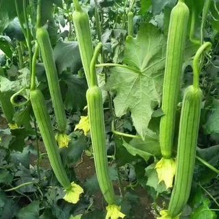 xơ mướHạt giống Mướp Hương nảy mầm tốt sinh trưởng khỏe thu hoạch nhanh 40-45 ngày 5 gram，k012