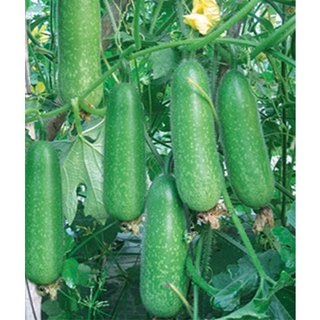Hạt giống BÍ ĐAO CHANH F1 VA.208, dễ trồng dễ chăm sinh trưởng khoẻ, kháng sâu bệnh - gói 10 hạt