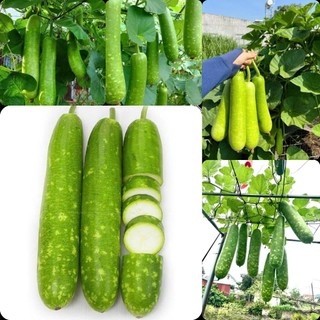Hạt giống Bầu Sao Lai quả ngắn F1 VA.219 , phát triển khoẻ, kháng sâu bệnh- gói 10 hạt
