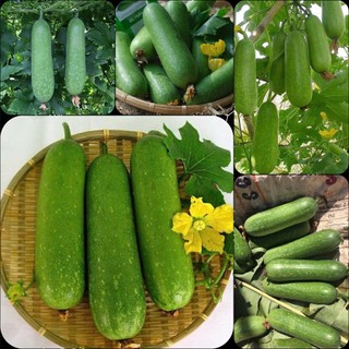 Hạt giống BÍ ĐAO CHANH F1 VA.208, dễ trồng dễ chăm sinh trưởng khoẻ, kháng sâu bệnh - gói 10 hạt