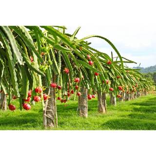Phân Trùn Quế MekongTTS Cao Cấp -  Cải Tạo Đất Dưỡng Ẩm Cây Trồng Độ Ẩm 30%