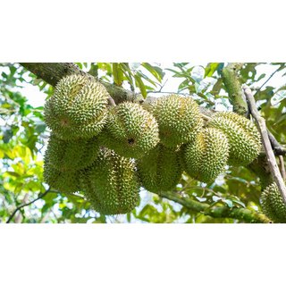 Phân Trùn Quế MekongTTS Cao Cấp -  Cải Tạo Đất Dưỡng Ẩm Cây Trồng Độ Ẩm 30%