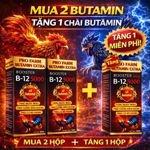 Mua 2 + Tặng 1 Butamin B12 5000 nuôi gà chế độ nhanh sung nhanh cự, tăng nước máu, tăng cơ nở khung, bóng lông đẹp mã
