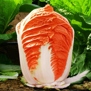 Hạt Giống Cải Thảo Phượng Hoàng (700H) -  - Chịu Nhiệt, Giàu Dinh Dưỡng, Giòn, Ngọt，k027