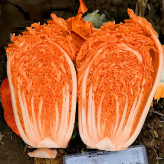 Hạt Giống Cải Thảo Phượng Hoàng (700H) -  - Chịu Nhiệt, Giàu Dinh Dưỡng, Giòn, Ngọt，k027