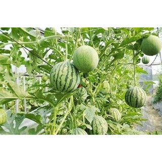50 hạt giống dưa hấu mini trồng trong chậu, chịu nhiệt, năng suất cao, k004