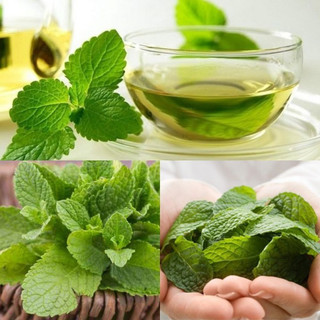 (1000 hạt giống)Hạt Giống Rau Bạc Hà F1 Nảy Mầm Nhanh Dễ Trồng Chống Sâu Bọ Năng Suất Cao Thu Hoạch Sớm ，k029