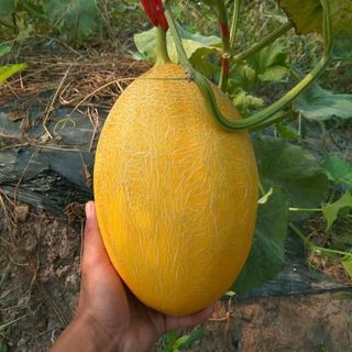 Hạt giống dưa lưới Hami tân cương siêu giòn ngọt,K042