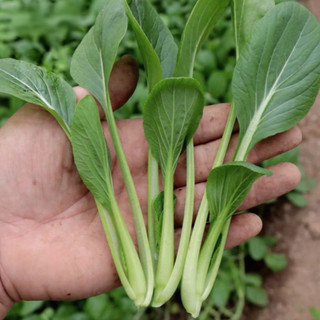 Hạt Giống Rau Cải Ngọt Lùn Chịu Nhiệt Năng Suất Cao 10 Gram - Nảy Mầm Tốt, Thu Hoạch,K015