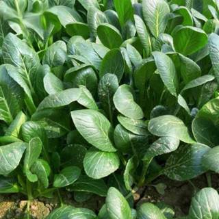 Hạt Giống Rau Cải Ngọt Lùn Chịu Nhiệt Năng Suất Cao 10 Gram - Nảy Mầm Tốt, Thu Hoạch,K015