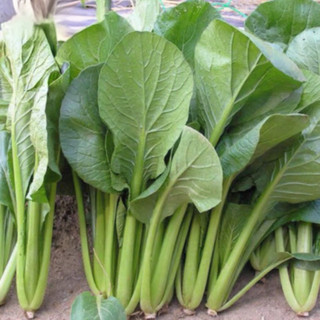 Hạt Giống Rau Cải Ngọt Lùn Chịu Nhiệt Năng Suất Cao 10 Gram - Nảy Mầm Tốt, Thu Hoạch,K015