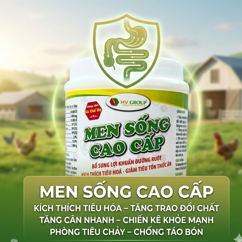 Men sống cao cấp 500g bổ sung lợi khuẩn đường ruột, tiêu hóa tốt, giảm tiêu tốn thức ăn, tiêu chảy.